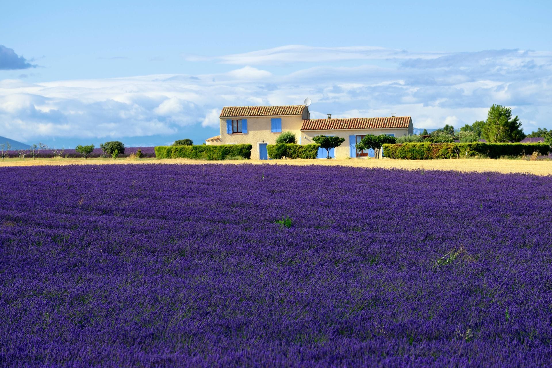Lavender field with traditional French countryside house ideal for relocation and second home buyers